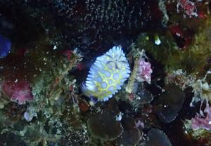 ワイドでマクロ！＠雲見[2]