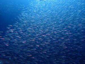 群れ群れ！＠雲見[1]