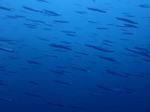 群れ群れ！＠雲見[3]