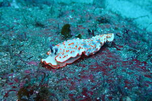 サルパ再び＠雲見[2]