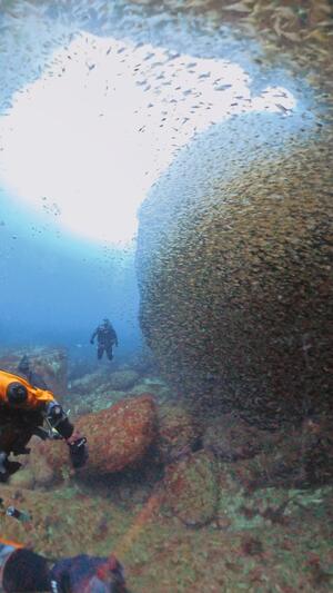 サルパ大量発生中＠雲見[1]