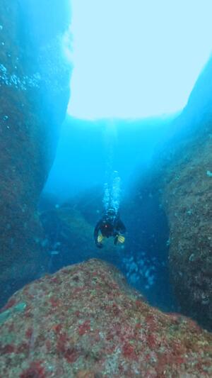 サルパ大量発生中＠雲見[4]