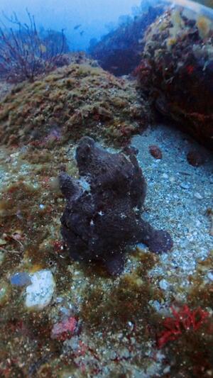 サルパ大量発生中＠雲見[3]