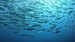 今日は大物！@石垣島[4]