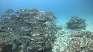 いい天気、あっつい！！＠石垣島[3]