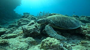 石垣島から　& LINEスタンプカード！[3]