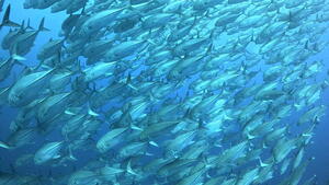 今日は大物！@石垣島[1]