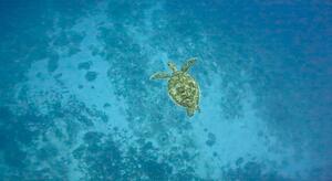 石垣島から　& LINEスタンプカード！[1]