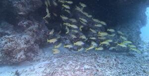 石垣島より！[2]