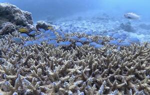 石垣島より！[1]