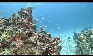 石垣島より！[3]