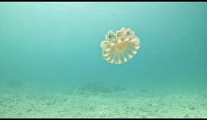 石垣島より！[4]