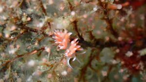 チームガールス！＠雲見[4]