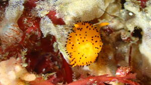 チームガールス！＠雲見[2]