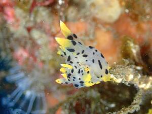 明日は海に行ってきます！[1]