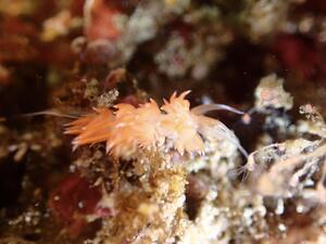 チームガールス！＠雲見[5]