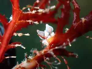 チームガールス！＠雲見