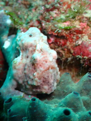 チームガールス！＠雲見[6]