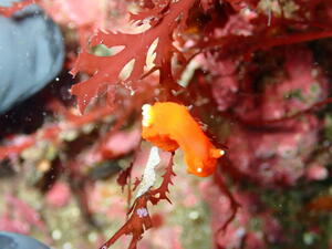 チームガールス！＠雲見[3]