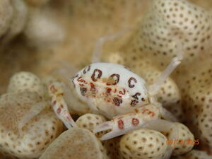 明日は海に行ってきます！[2]