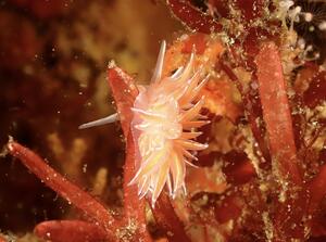 ウネリニマケズ、ニゴリニマケズ＠下田ダイバーズ[6]