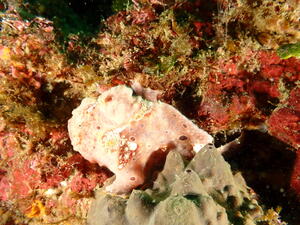 ウネリニマケズ、ニゴリニマケズ＠下田ダイバーズ[4]