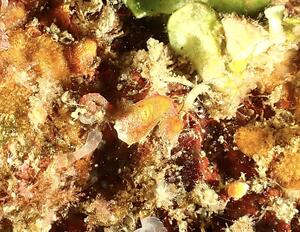 ウネリニマケズ、ニゴリニマケズ＠下田ダイバーズ[3]