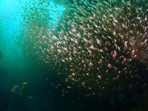 ウネリニマケズ、ニゴリニマケズ＠下田ダイバーズ[1]