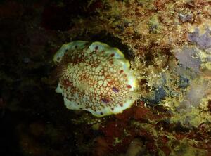 雲見へ！＠雲見[3]