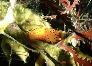 雲見へ！＠雲見[2]