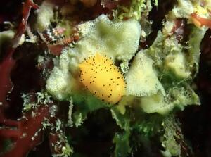 雲見へ！＠雲見[1]