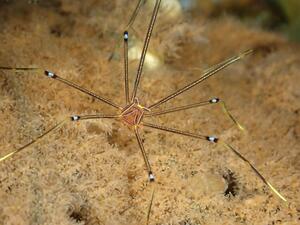 ウミウシか、海牛ではないか。＠雲見[6]