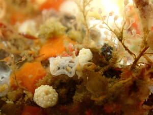 ウミウシか、海牛ではないか。＠雲見[2]