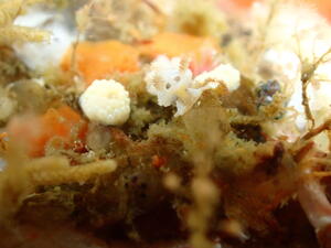 ウミウシか、海牛ではないか。＠雲見[1]