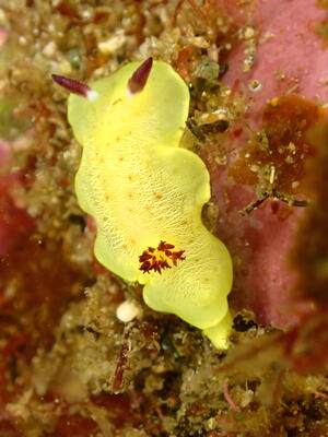 ウミウシか、海牛ではないか。＠雲見[4]