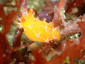 ウミウシか、海牛ではないか。＠雲見[3]