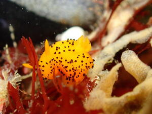 ウミウシか、海牛ではないか。＠雲見[5]