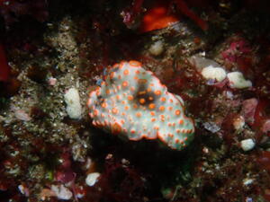 ウネリニマケズ、ニゴリニマケズ＠下田ダイバーズ[5]