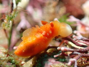 ウネリニマケズ、ニゴリニマケズ＠下田ダイバーズ[2]