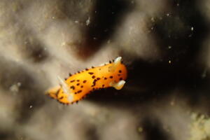 キレーになって来ましたよー！＠雲見[3]