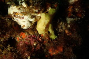 キレーになって来ましたよー！＠雲見[5]