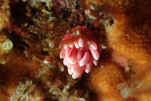 キレーになって来ましたよー！＠雲見[4]