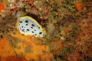キレーになって来ましたよー！＠雲見[6]