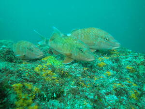 そろそろ終わり！？＠雲見[3]