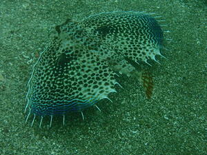 楽しい海でした！＠雲見[6]