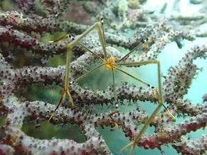 楽しい海でした！＠雲見[8]