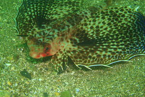 楽しい海でした！＠雲見[2]