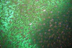 楽しい海でした！＠雲見[5]