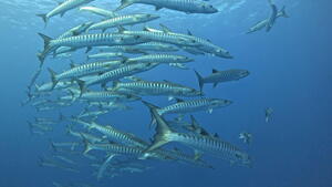 今日は大物！@石垣島[2]