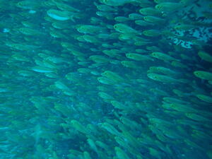 お魚大量！＠雲見[2]